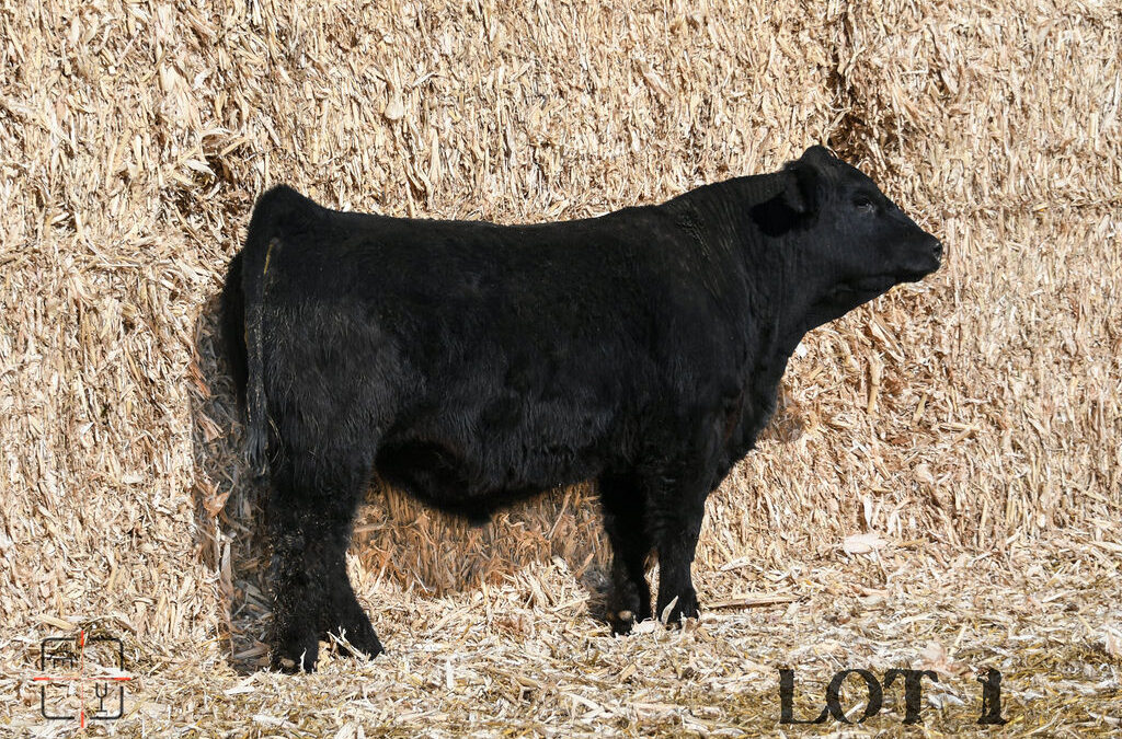 Lot 01 L13